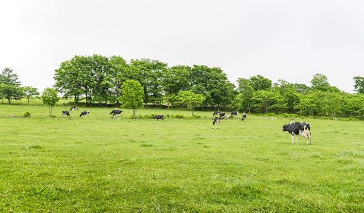 牧場と牛