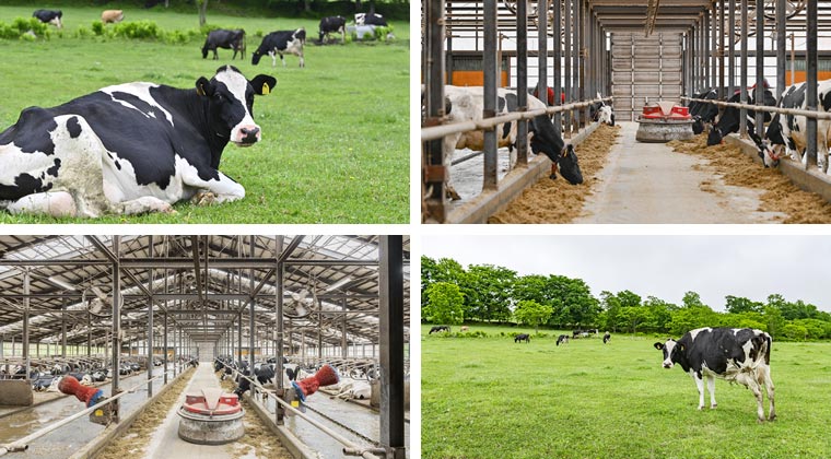 足寄町酪農ヘルパーの日常風景